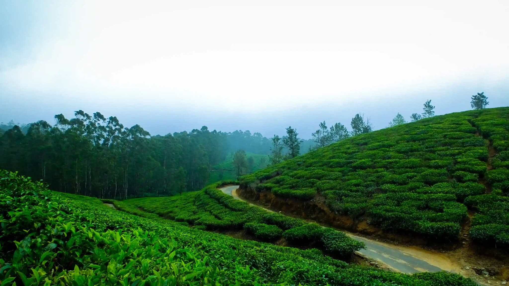 Munnar for hills and tea plantations