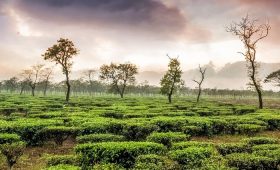darjeeling