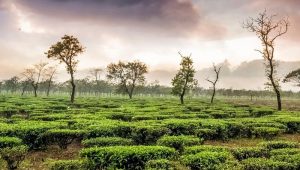 darjeeling