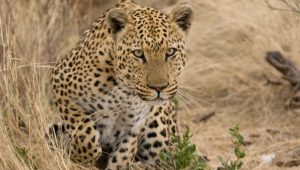top Wildlife Sanctuaries to Visit in Himachal Pradesh2 min