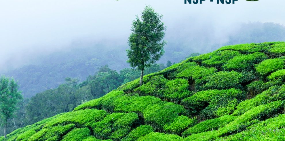 ๐๐๐๐๐๐๐๐๐๐ - ๐๐ฎ๐๐๐ง ๐๐ ๐๐ข๐ฅ๐ฅ๐ฌ 8 monsoon in darjeeling